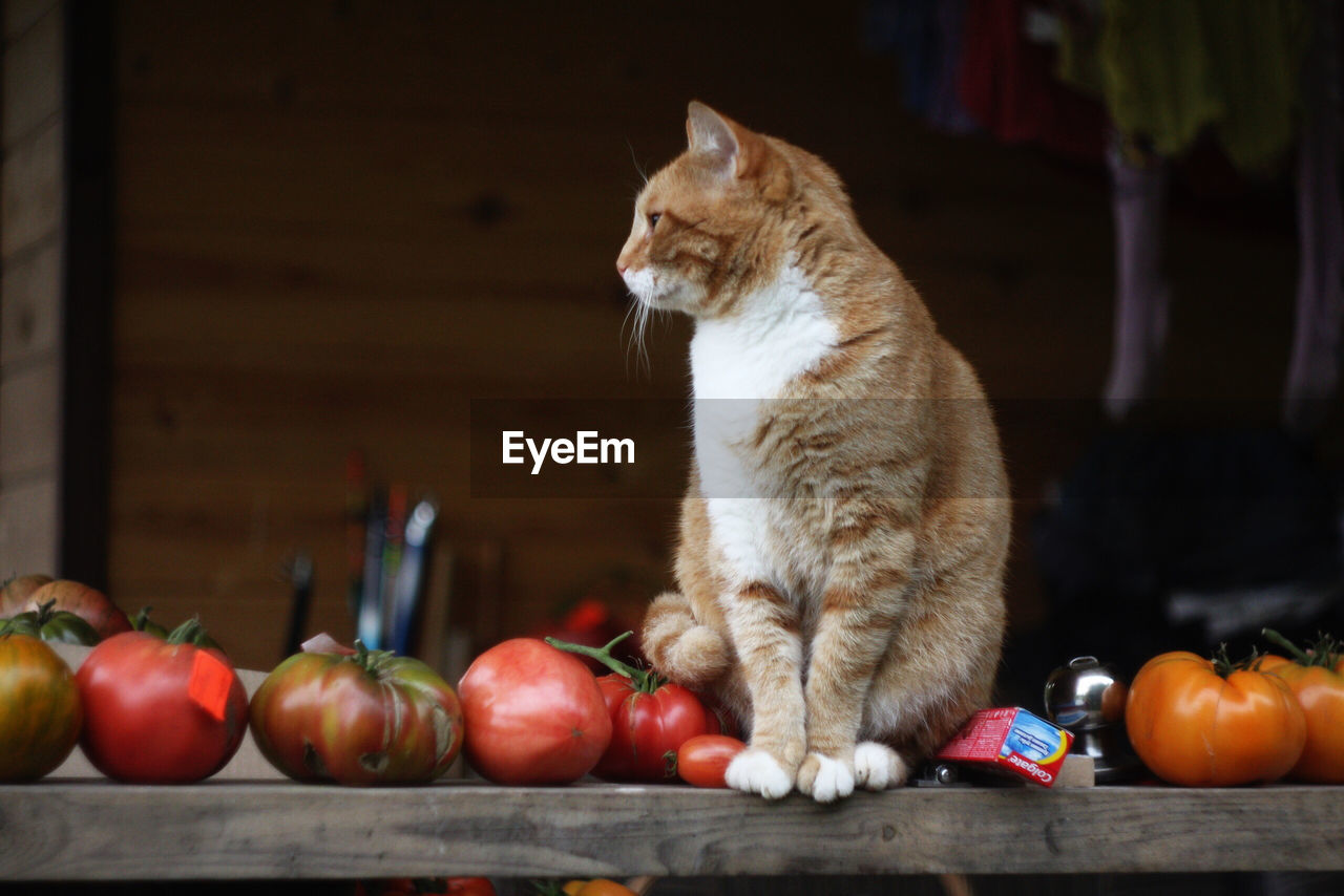 CAT ON A TABLE