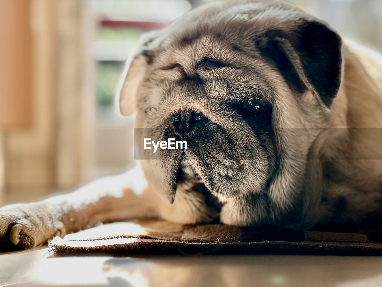 one animal, animal themes, animal, pet, mammal, dog, canine, domestic animals, puppy, lap dog, lying down, relaxation, pug, cute, young animal, portrait, indoors, animal body part, no people, sleeping, close-up, resting, animal head, tired