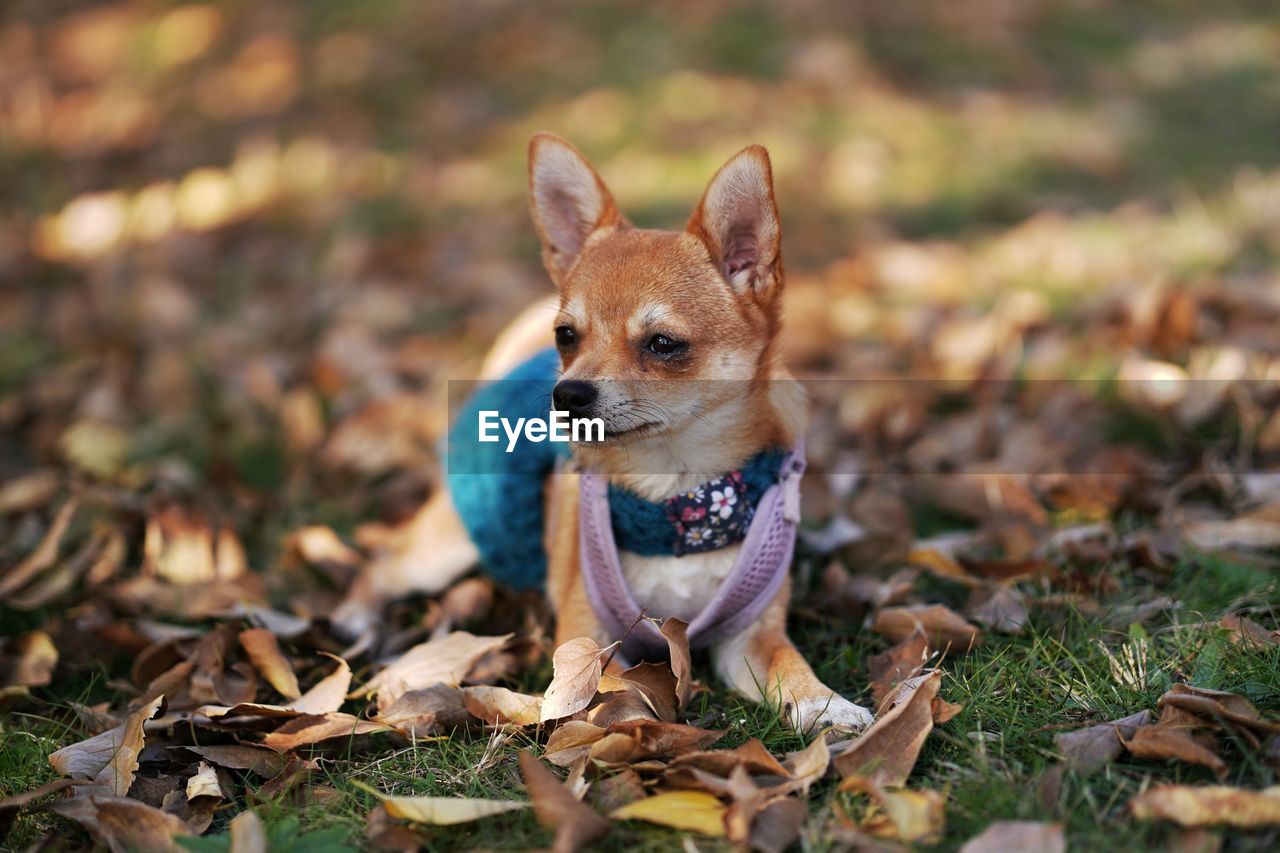 CLOSE-UP OF A DOG ON FIELD