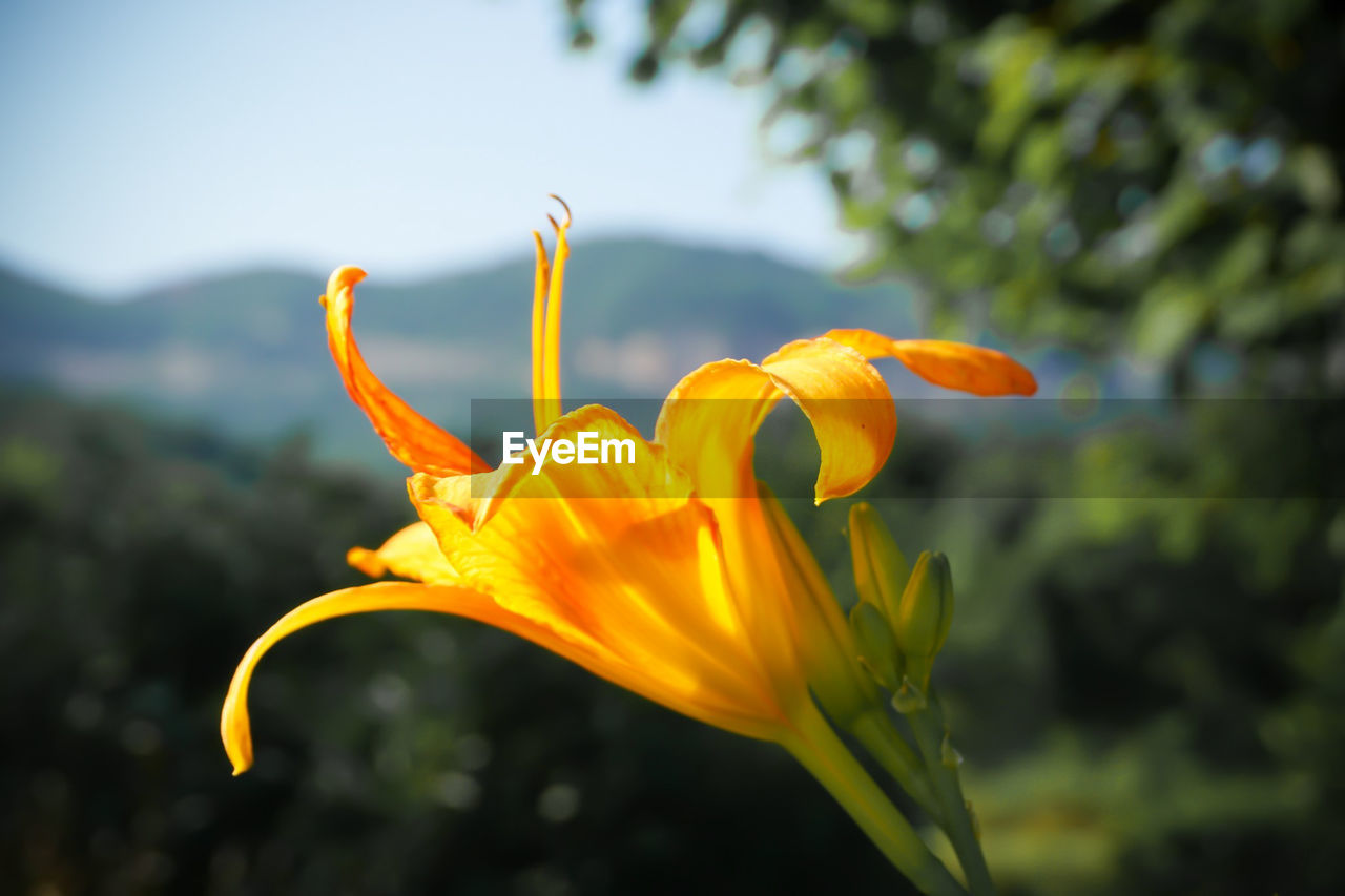 Close-up of yellow flowering plant