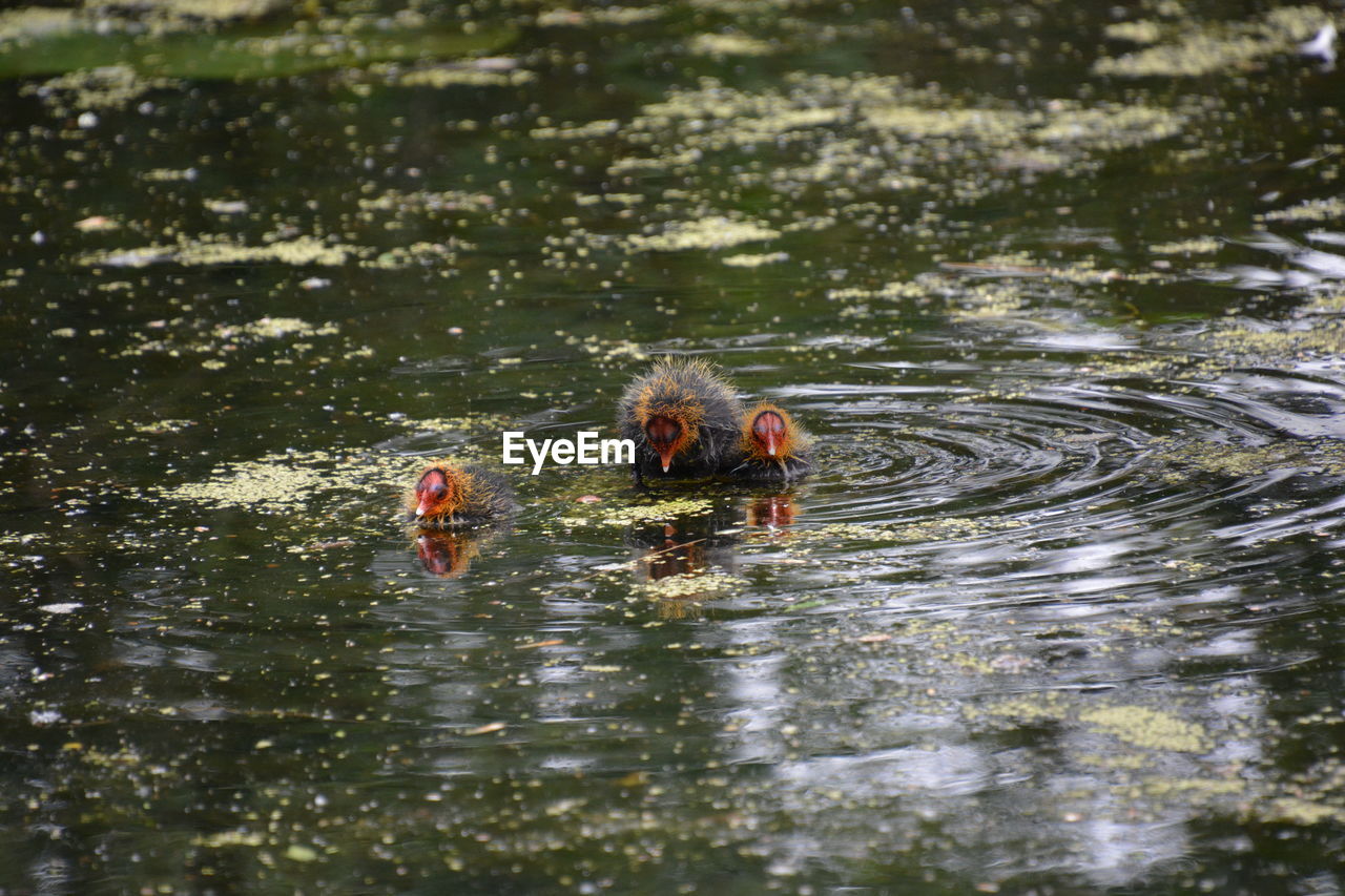 BIRDS SWIMMING IN LAKE