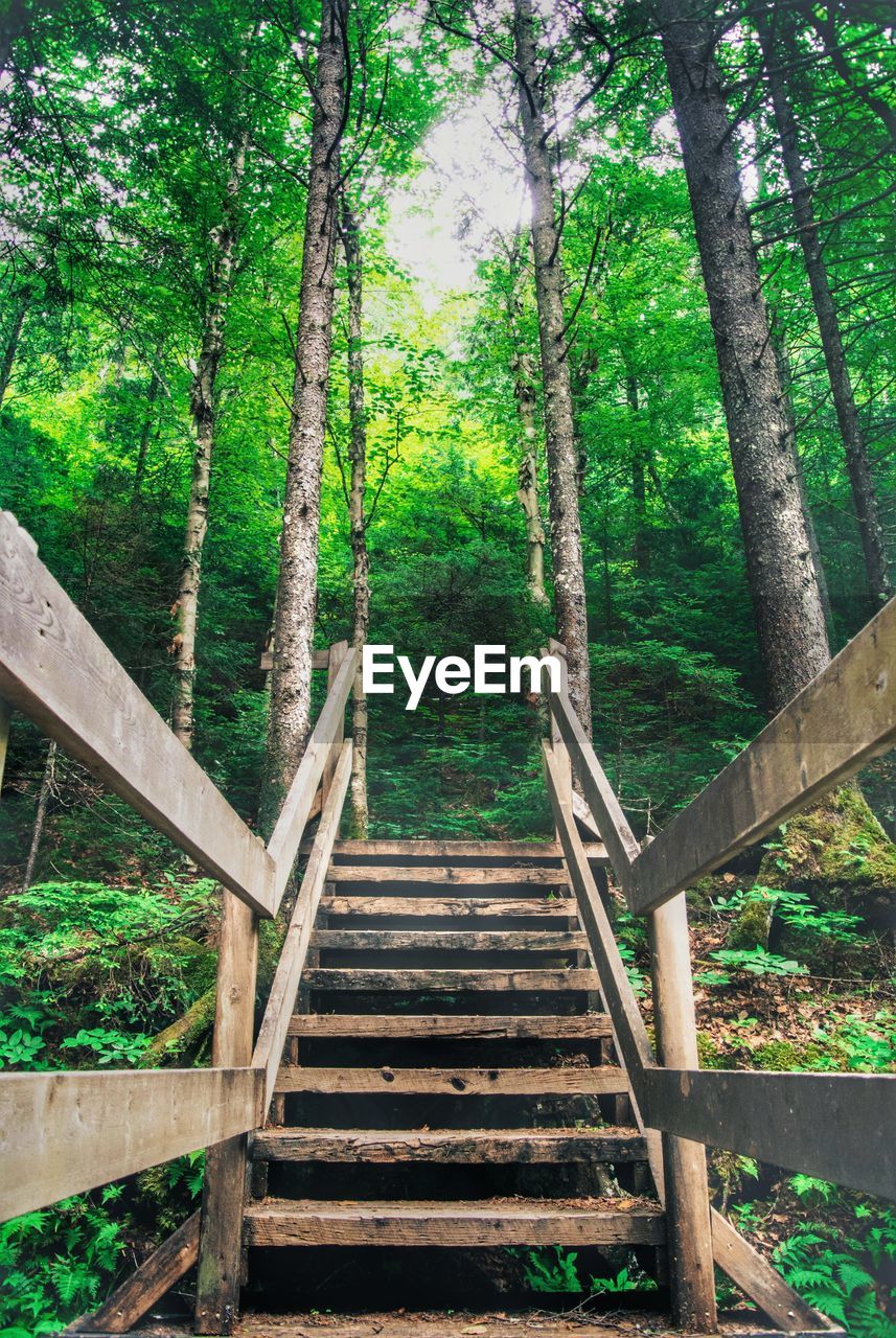 Low angle view of wooden steps in forest