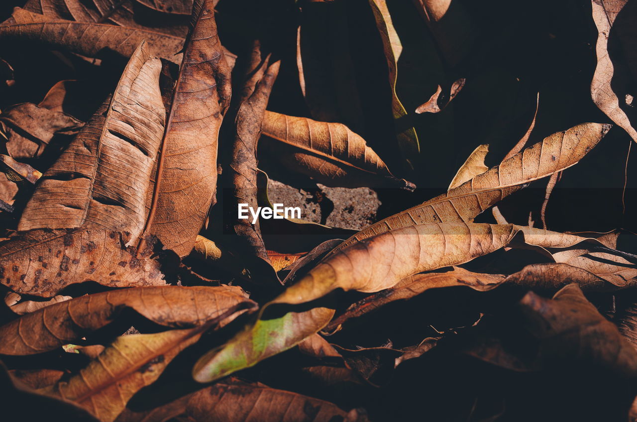 High angle view of dried leaves on field