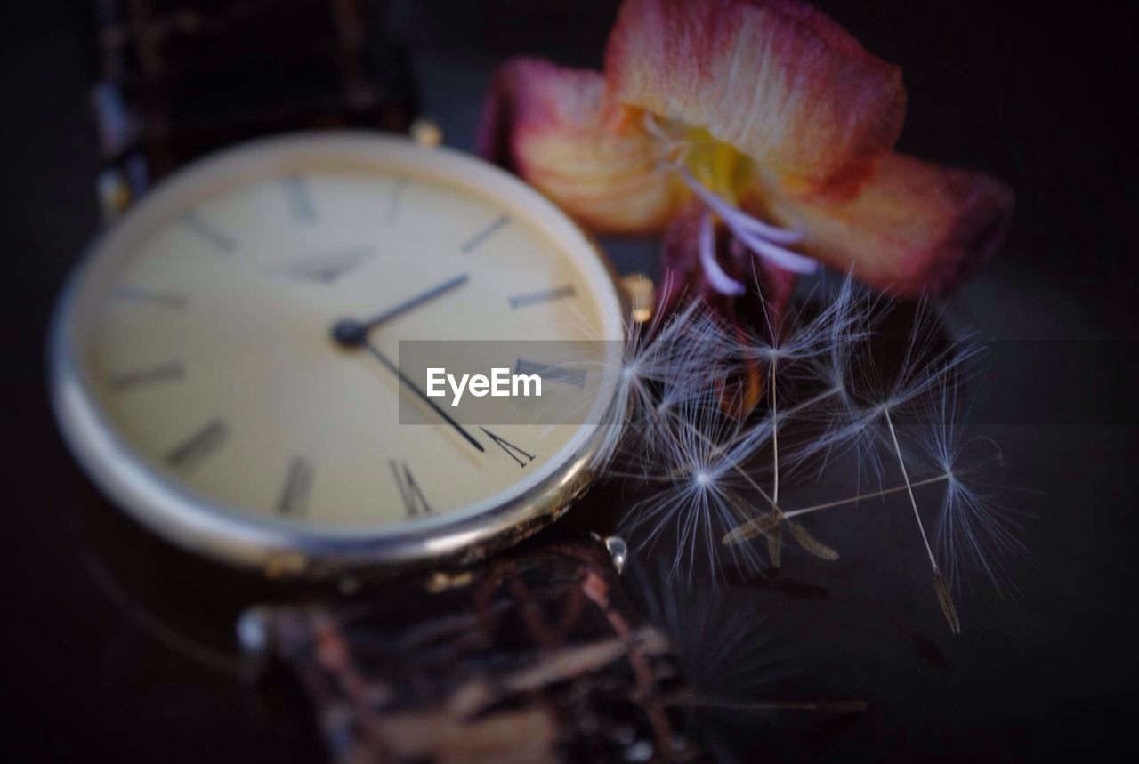 Close-up of wristwatch by dandelion seeds and flower on table