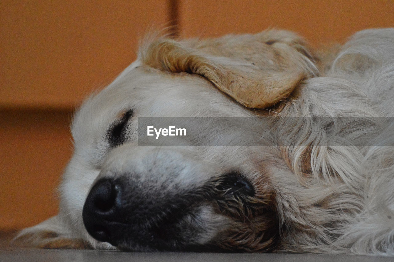 Close-up of golden retriever sleeping on floor