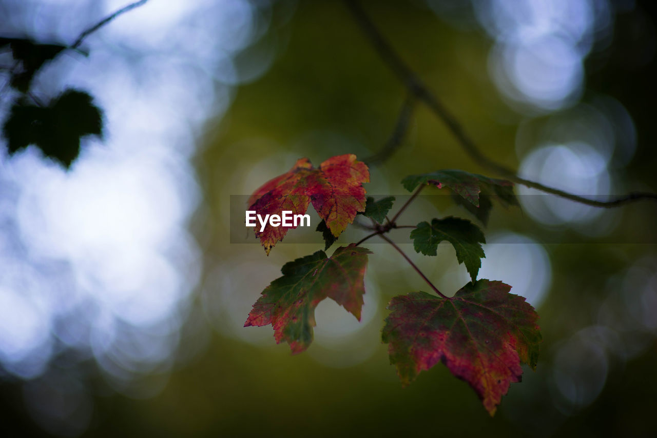 CLOSE-UP OF RED FLOWERING PLANT AGAINST TREES