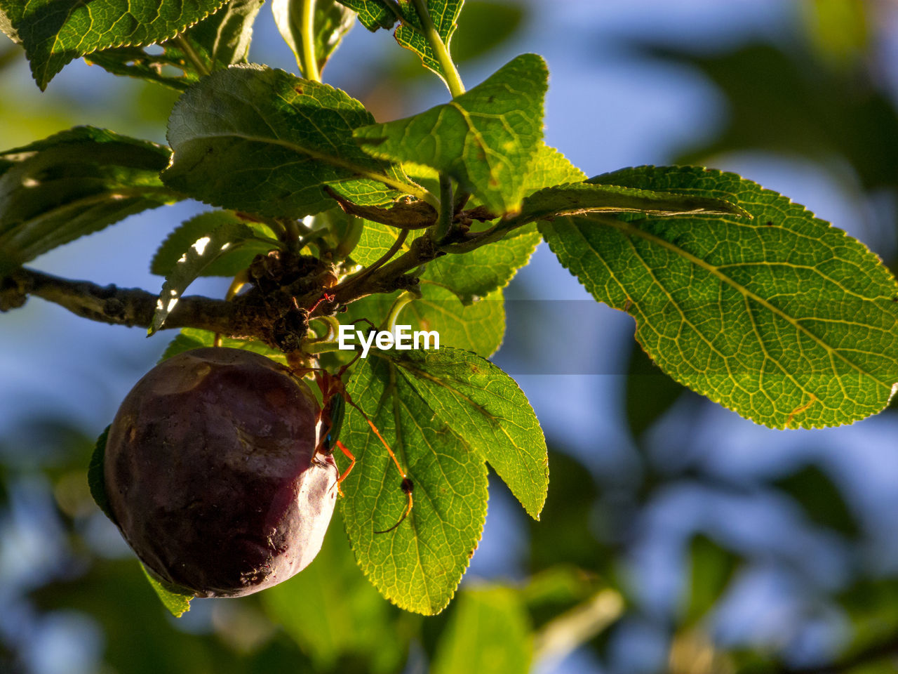 Fruits, outdoors takes with natural light
