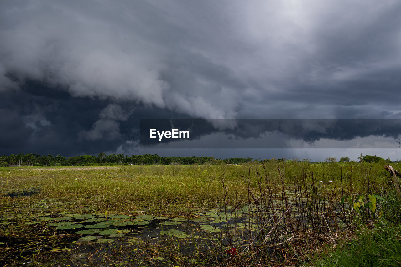 PLANTS ON FIELD AGAINST STORM CLOUDS