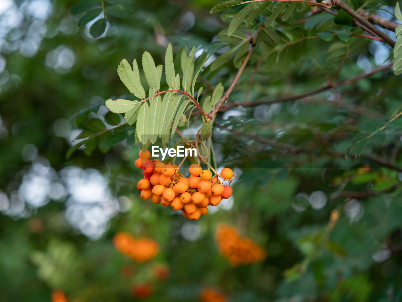 CLOSE-UP OF BERRIES ON TREE