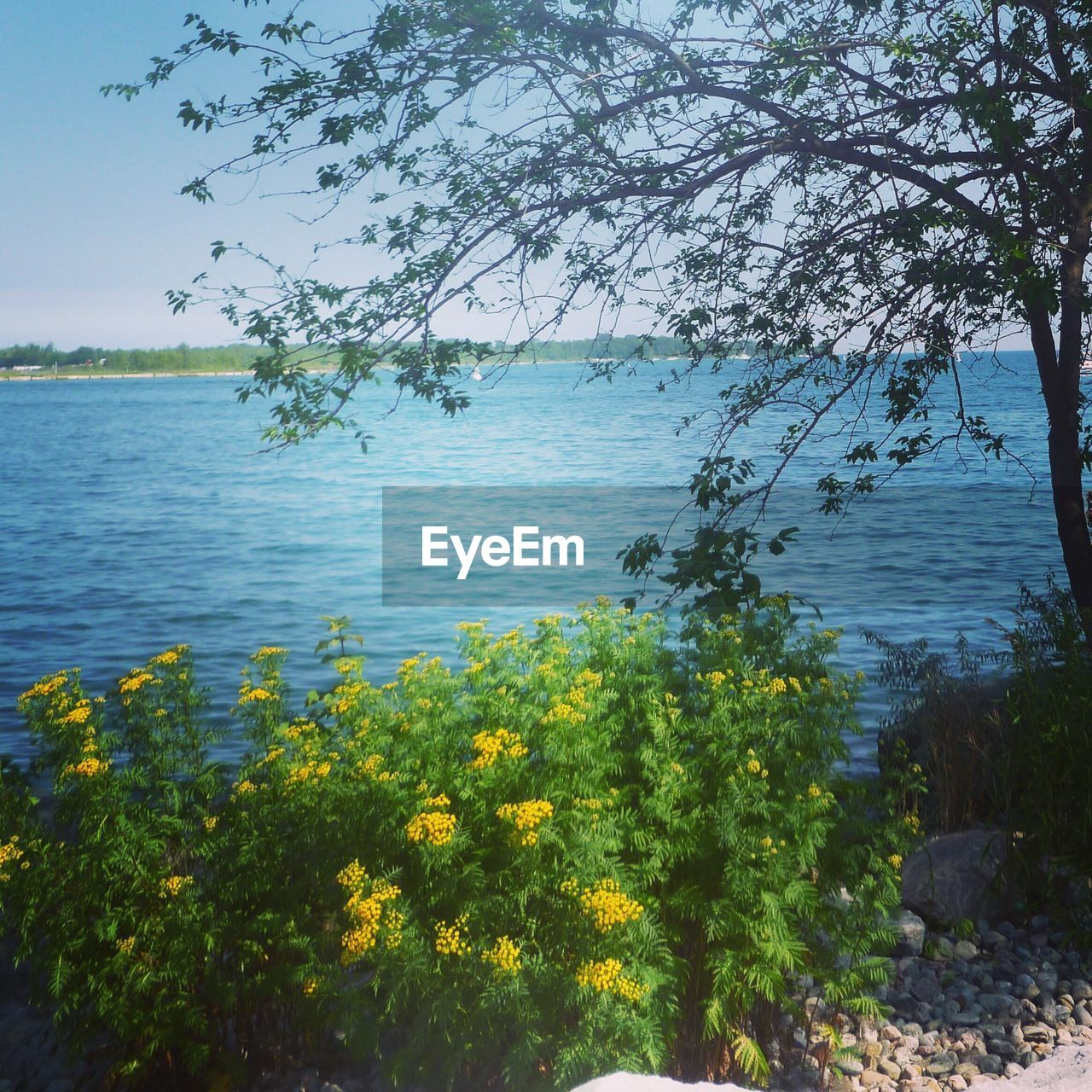 SCENIC VIEW OF LAKE AND PLANTS