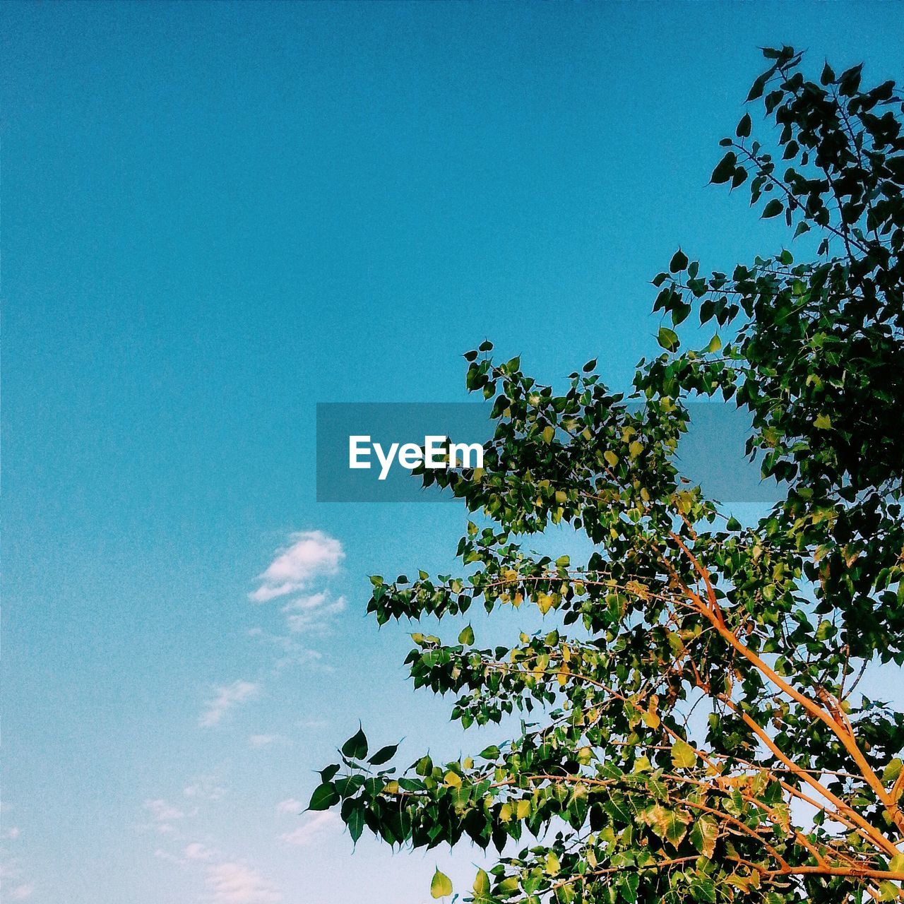 LOW ANGLE VIEW OF TREES AGAINST CLEAR BLUE SKY