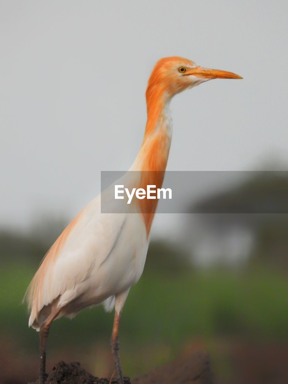Close-up of a bird