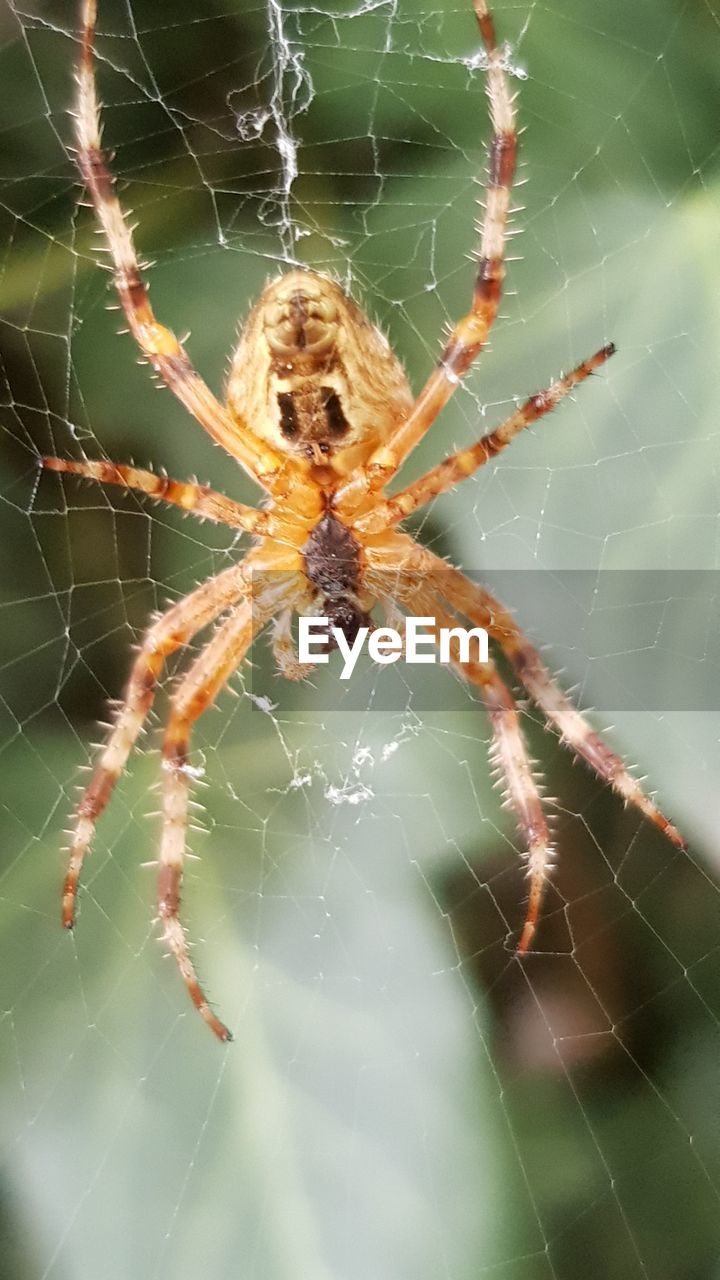 CLOSE-UP OF SPIDER WEB