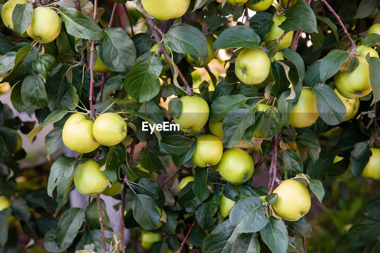 Many ripe yellow apples on the tree in the garden. harvest apples.