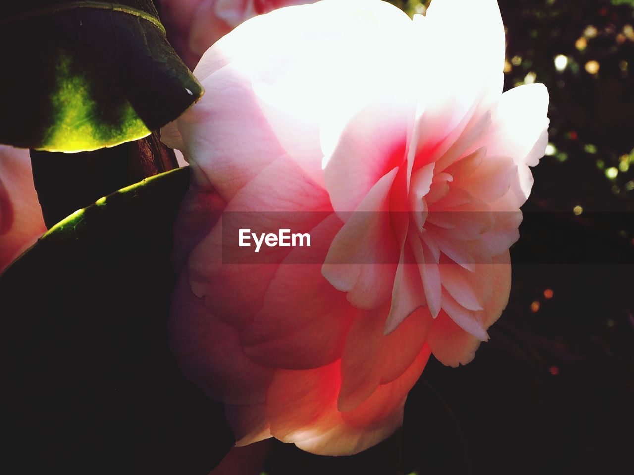 CLOSE-UP OF PINK FLOWER