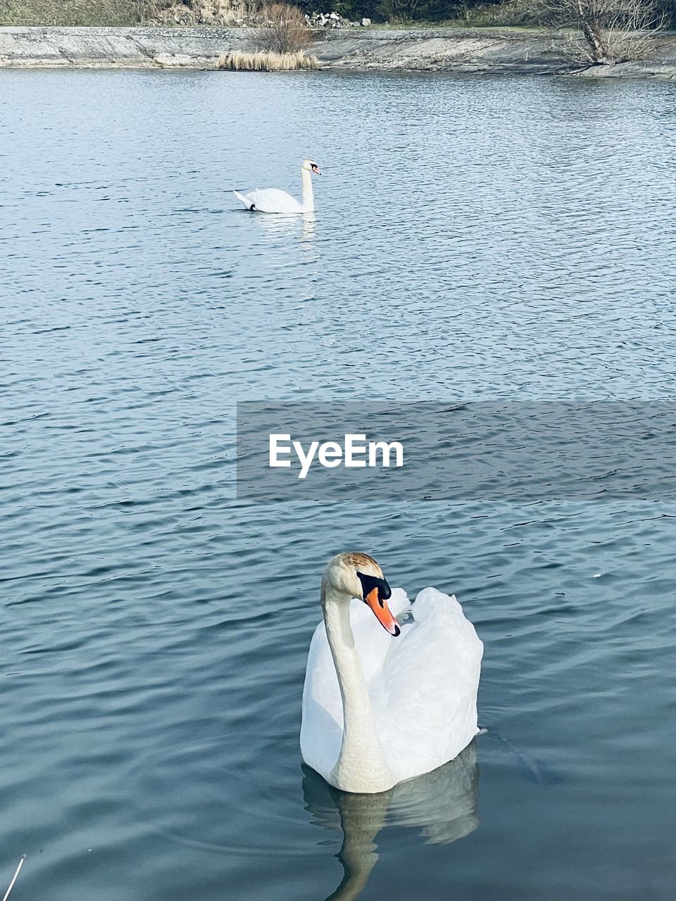 High angle view of swans swimming in lake