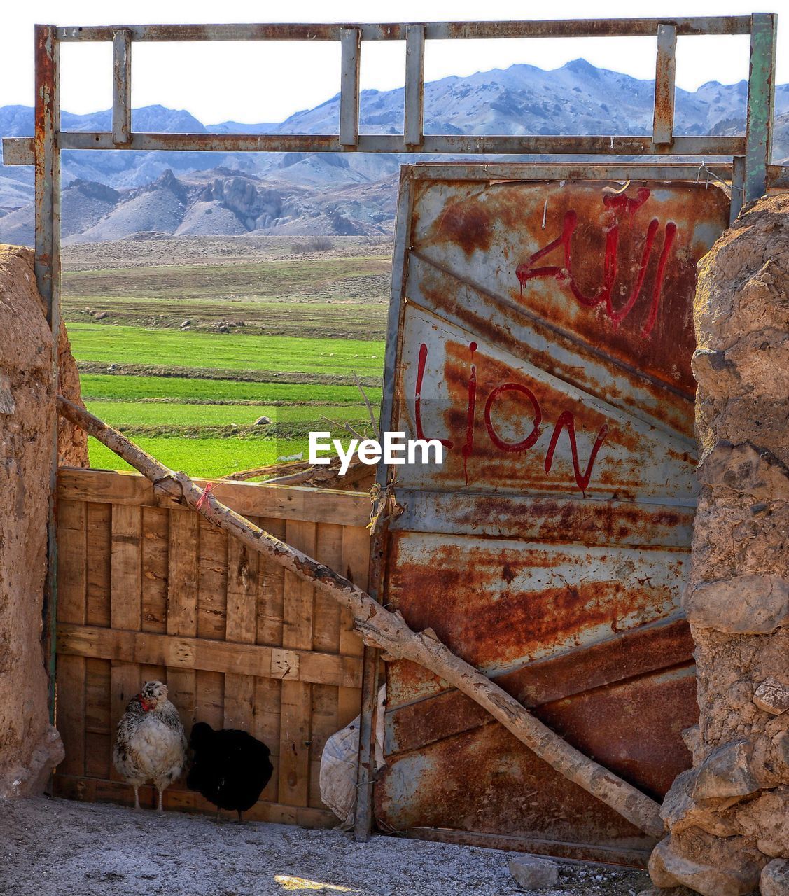 Chickens by old gate at farm