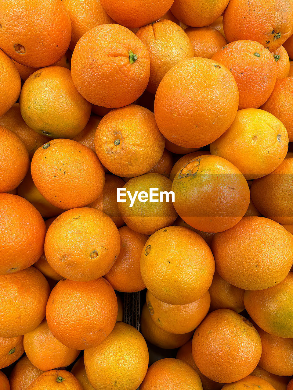 Organic navel oranges are fresh picked and ready to eat