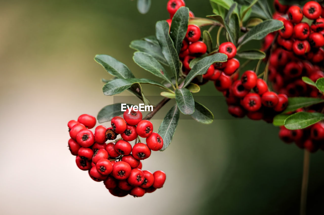 Close-up of fruits growing on tree