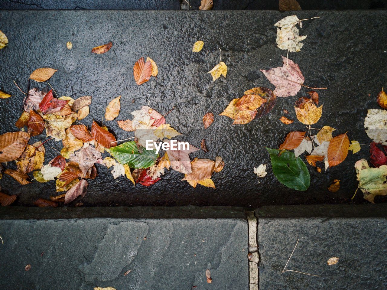HIGH ANGLE VIEW OF FALLEN MAPLE LEAVES ON STREET