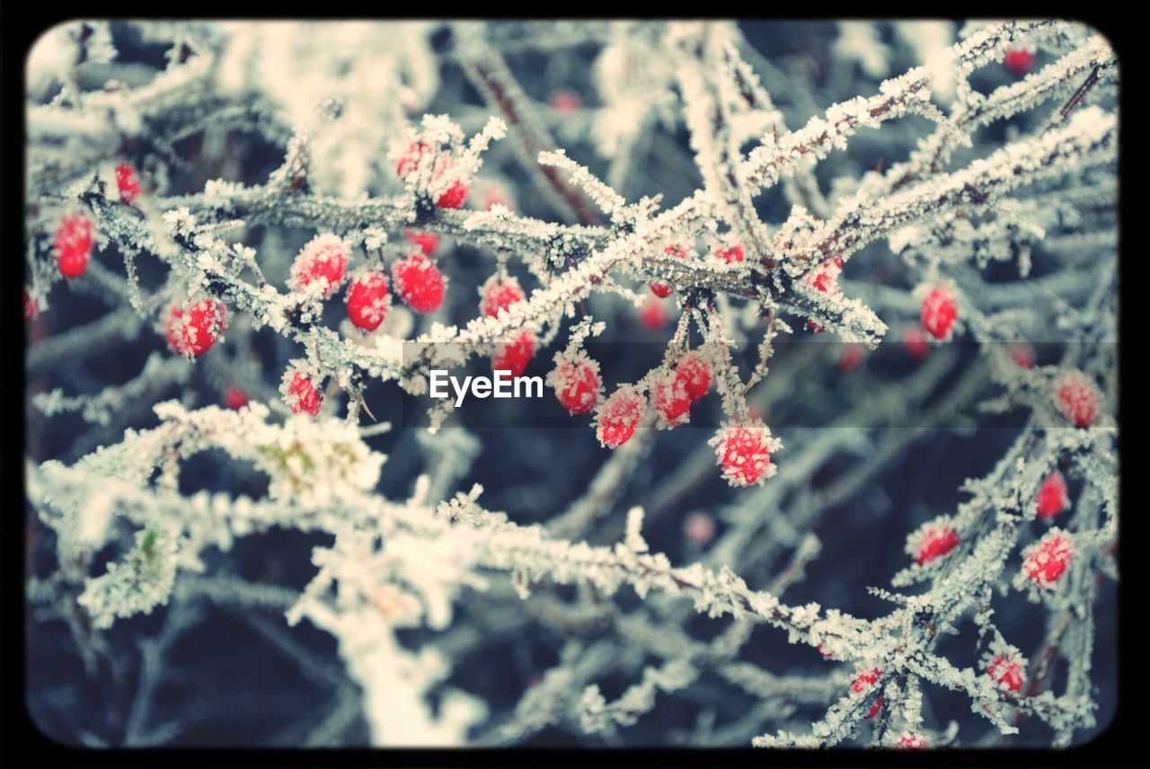 Close-up of frozen berry fruit branches