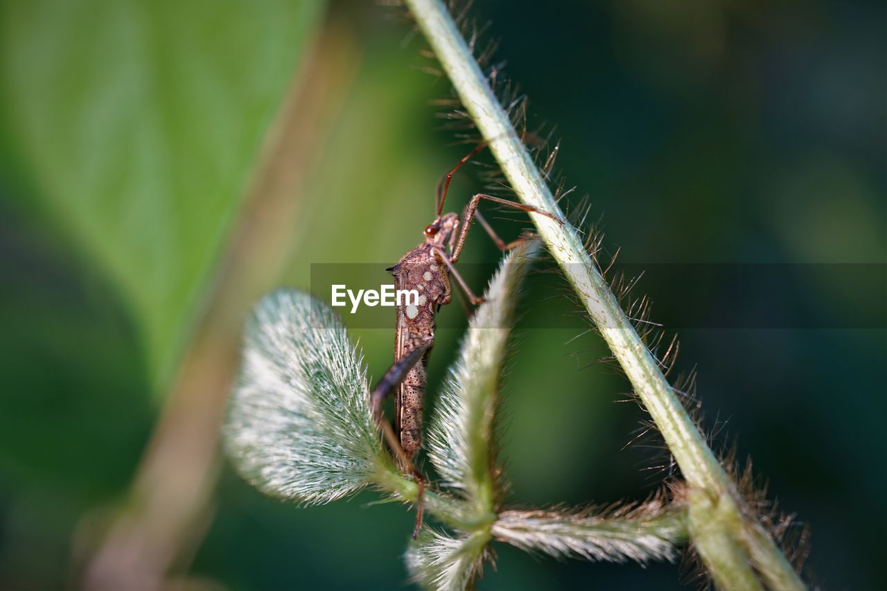 Close-up of large brown bean bug on the bean leaf