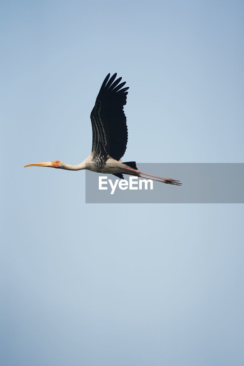 animal, animal themes, bird, animal wildlife, wildlife, one animal, stork, flying, ciconiiformes, animal body part, sky, no people, nature, spread wings, blue, clear sky, wing, copy space, full length, mid-air, low angle view, day, outdoors, white stork