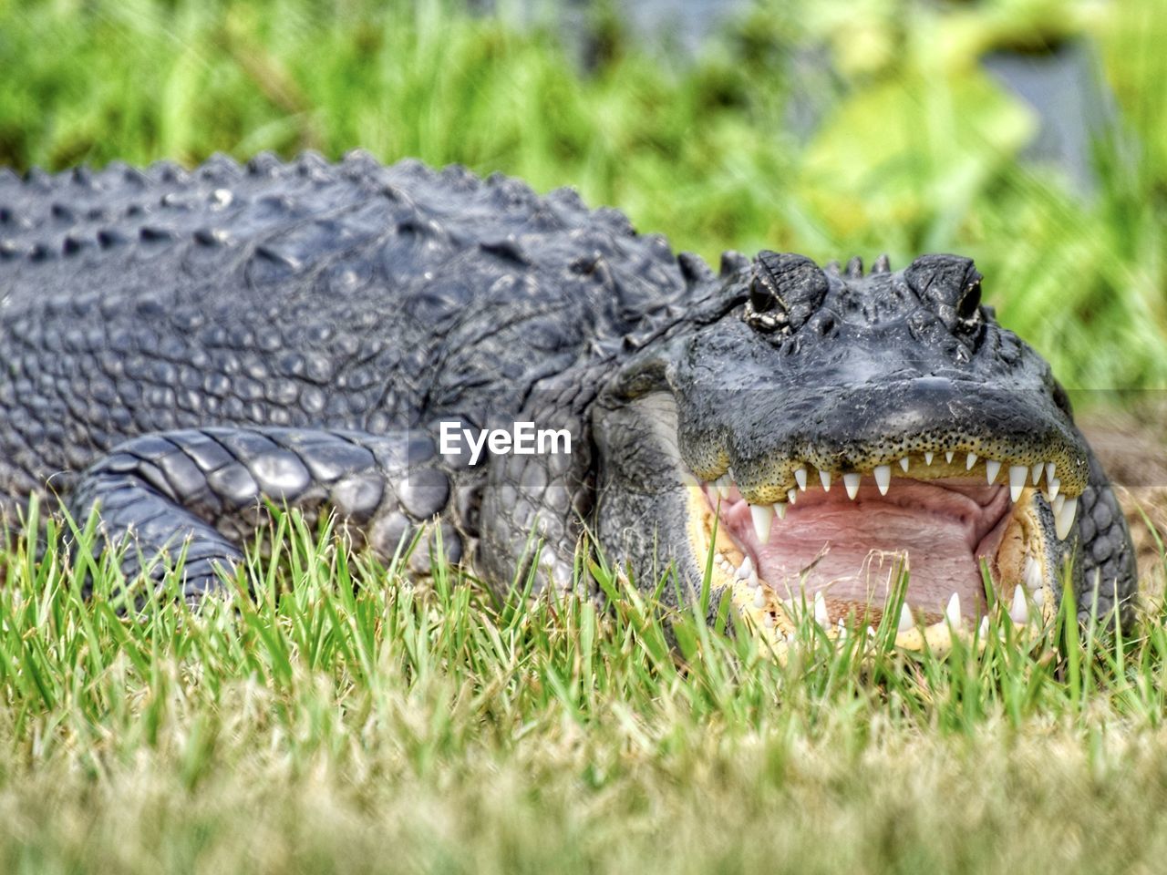 alligator, animal, animal themes, crocodile, animal wildlife, wildlife, one animal, reptile, sign, animal teeth, warning sign, grass, animal body part, communication, nature, no people, animals hunting, mouth open, plant, teeth, relaxation, animal head, outdoors, wetland, animal mouth, day, furious, portrait, anger, water, swamp, open, travel destinations