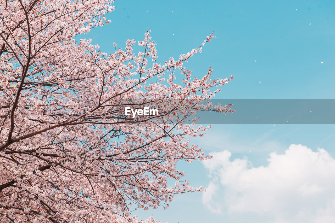 Low angle view of cherry blossom tree against sky