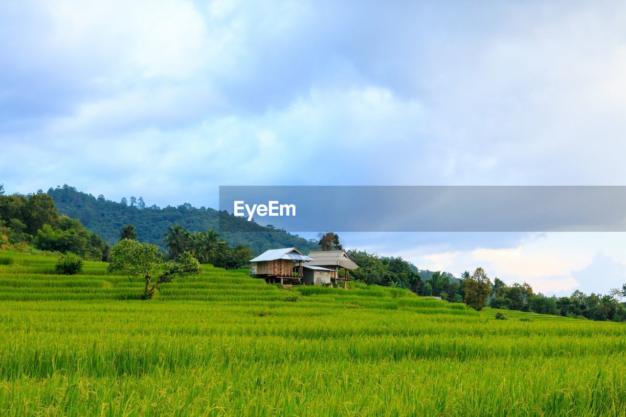 AGRICULTURAL FIELD AGAINST SKY