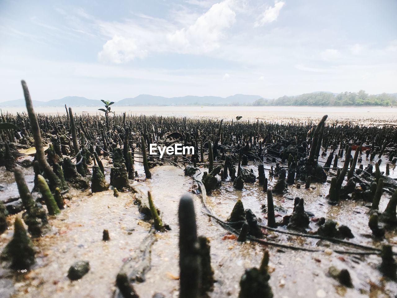 Panoramic view of wooden posts on field against sky