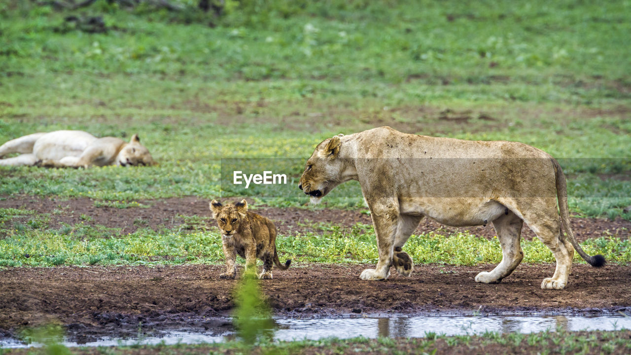 Lioness walking with cub on land