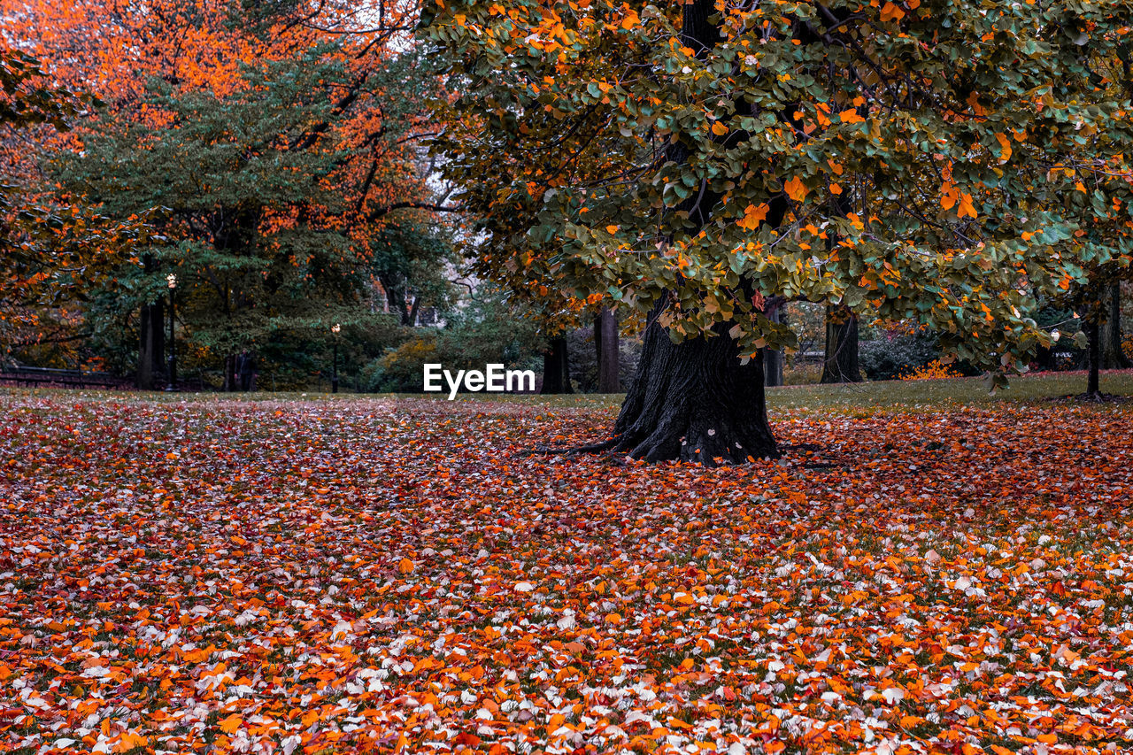 AUTUMN LEAVES ON PARK
