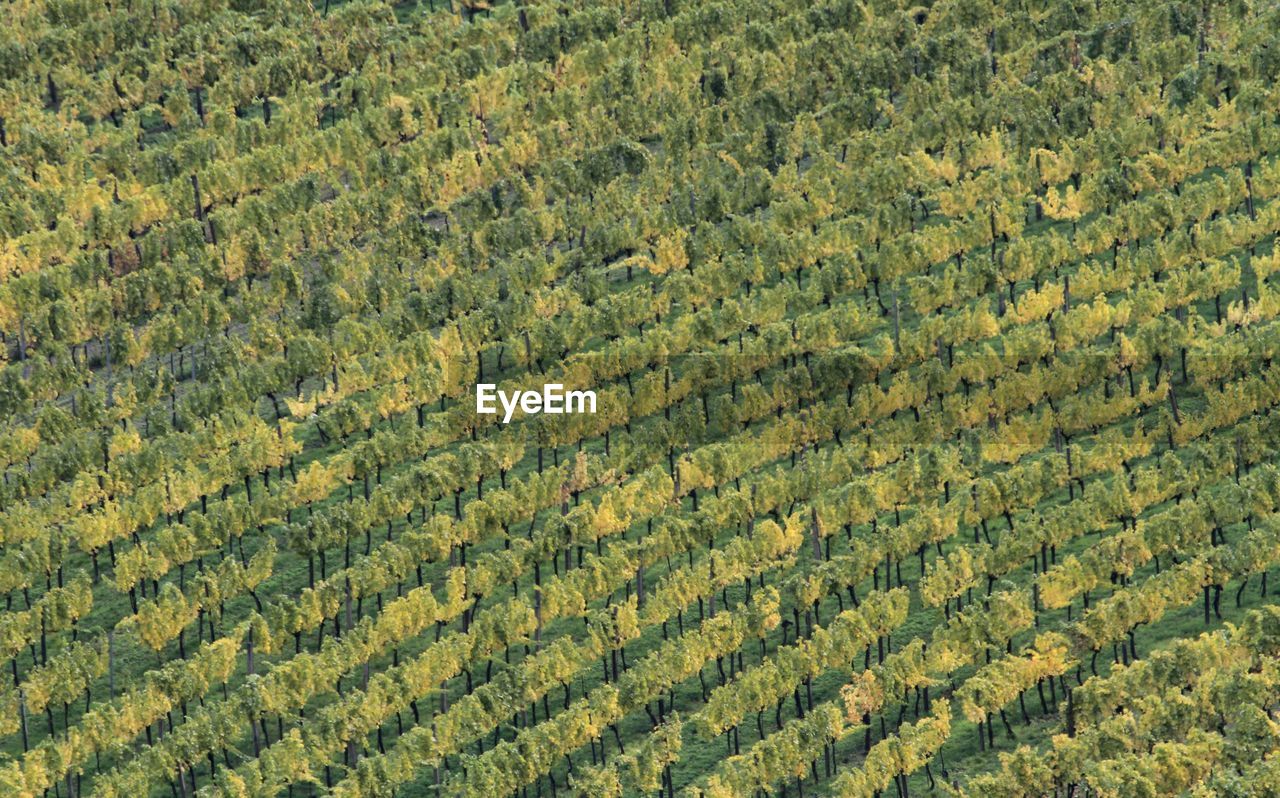 HIGH ANGLE VIEW OF RICE PADDY