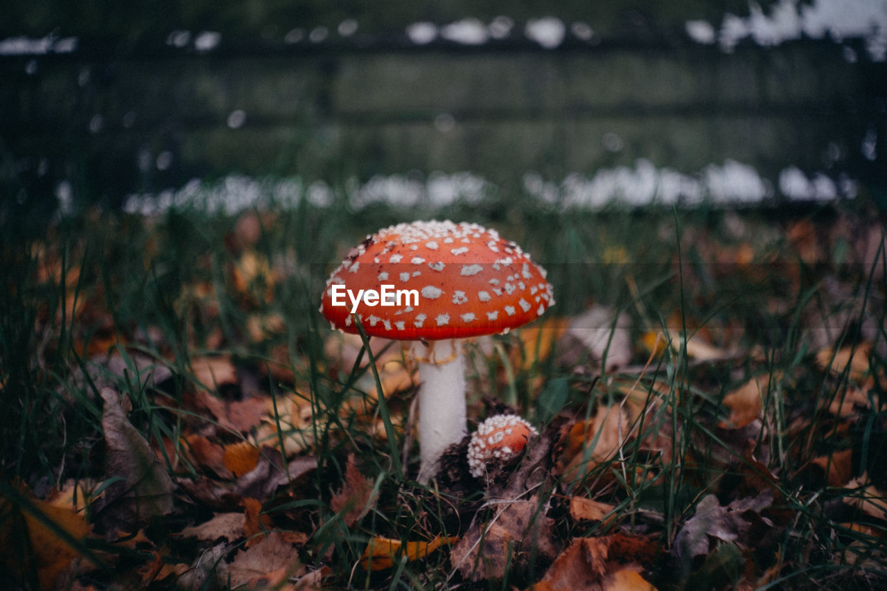 Fly agaric mushrooms growing on field