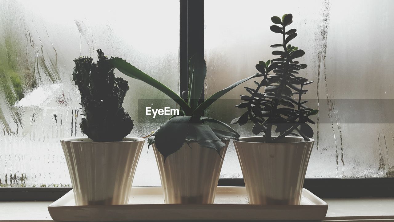 Potted plants on window sill