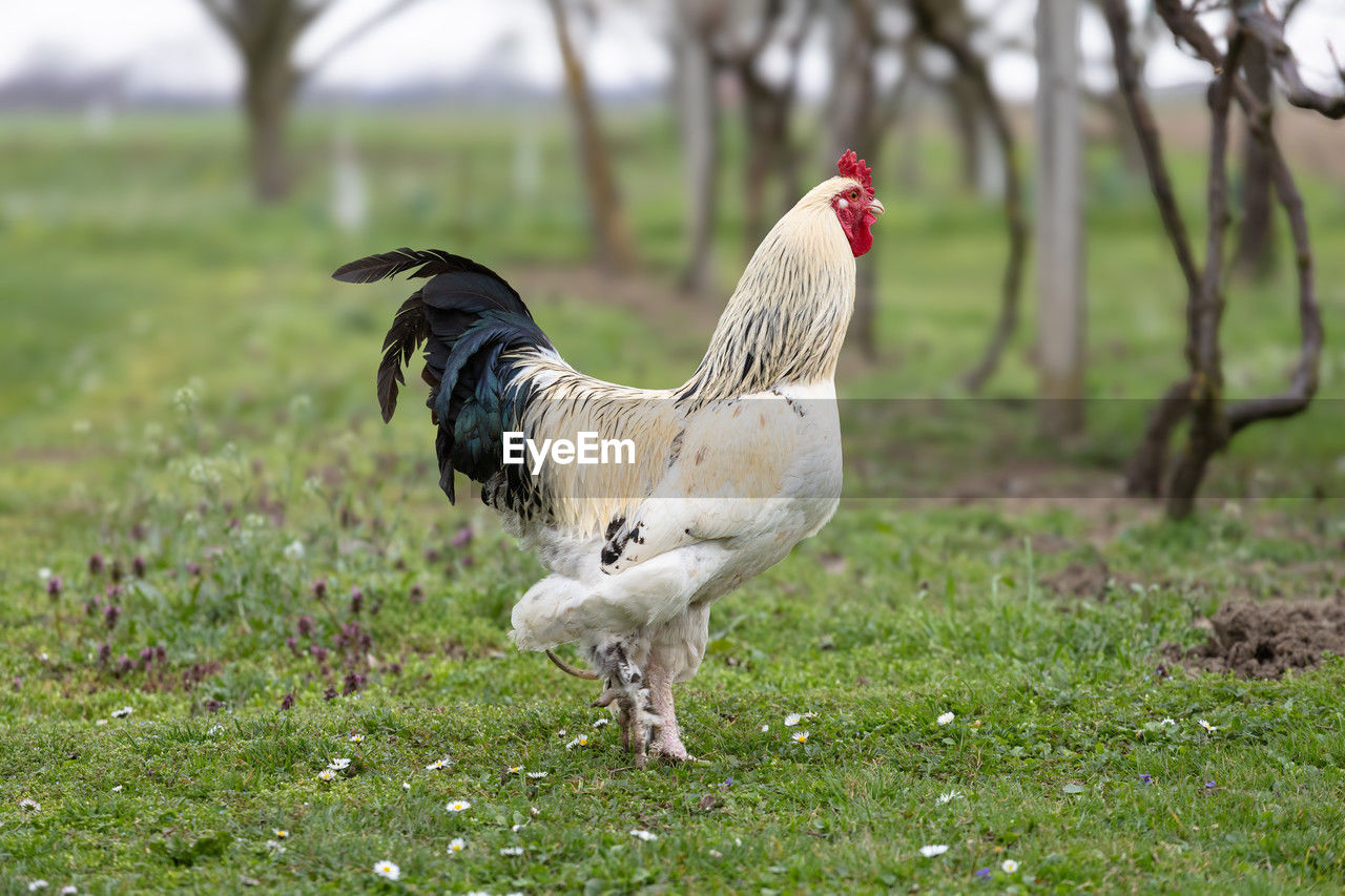 animal, animal themes, domestic animals, livestock, bird, chicken, mammal, pet, rooster, plant, agriculture, nature, grass, one animal, fowl, no people, beak, prairie, poultry, field, landscape, rural scene, full length, outdoors, land, comb, farm, cockerel, day, focus on foreground, environment, side view