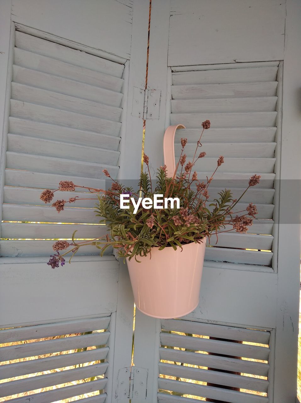 Potted plant against window of building