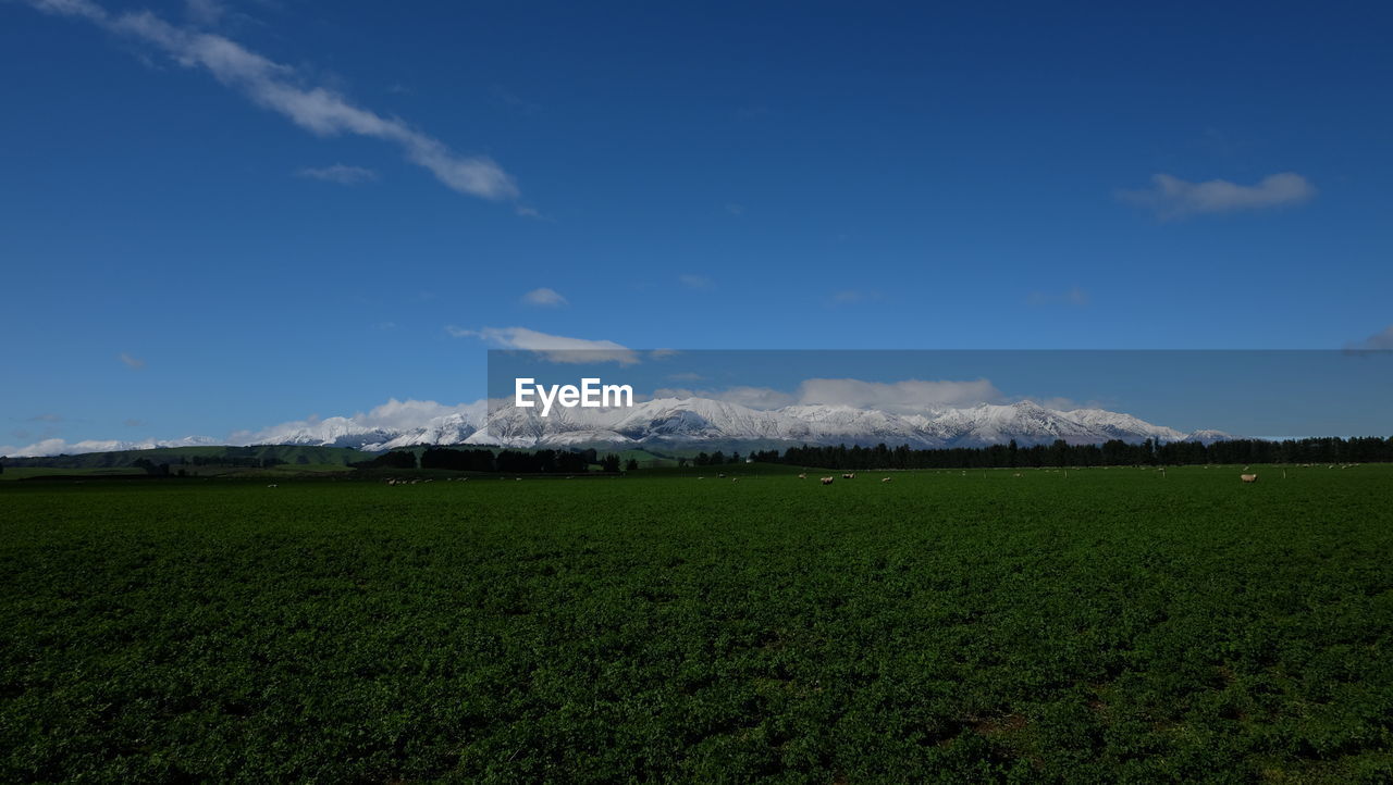 SCENIC VIEW OF GRASSY FIELD AGAINST SKY