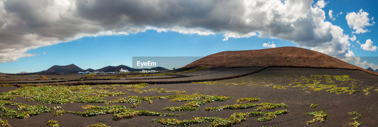 Grapes on vulcanic soil, panorama, lanzarote, spain