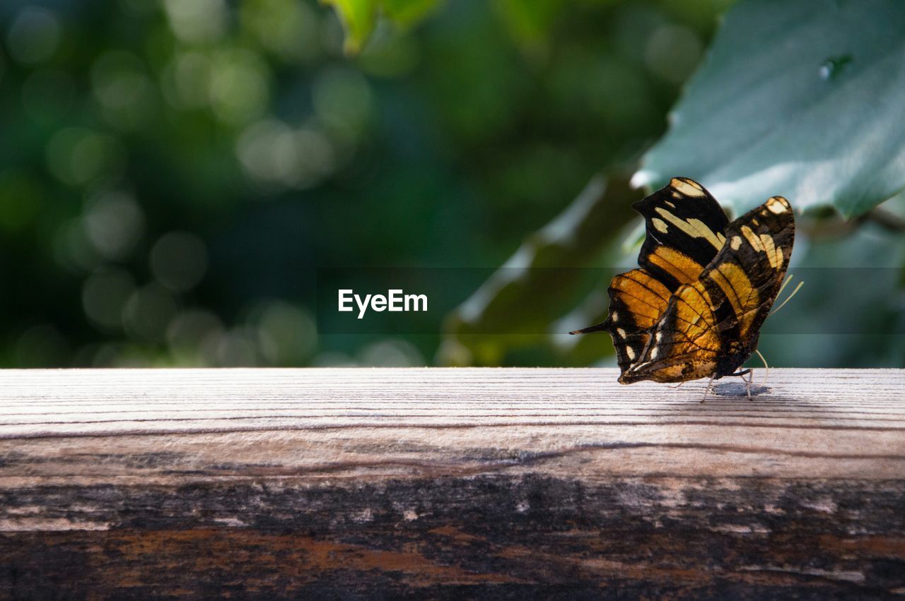 Close-up of butterfly on log outdoors