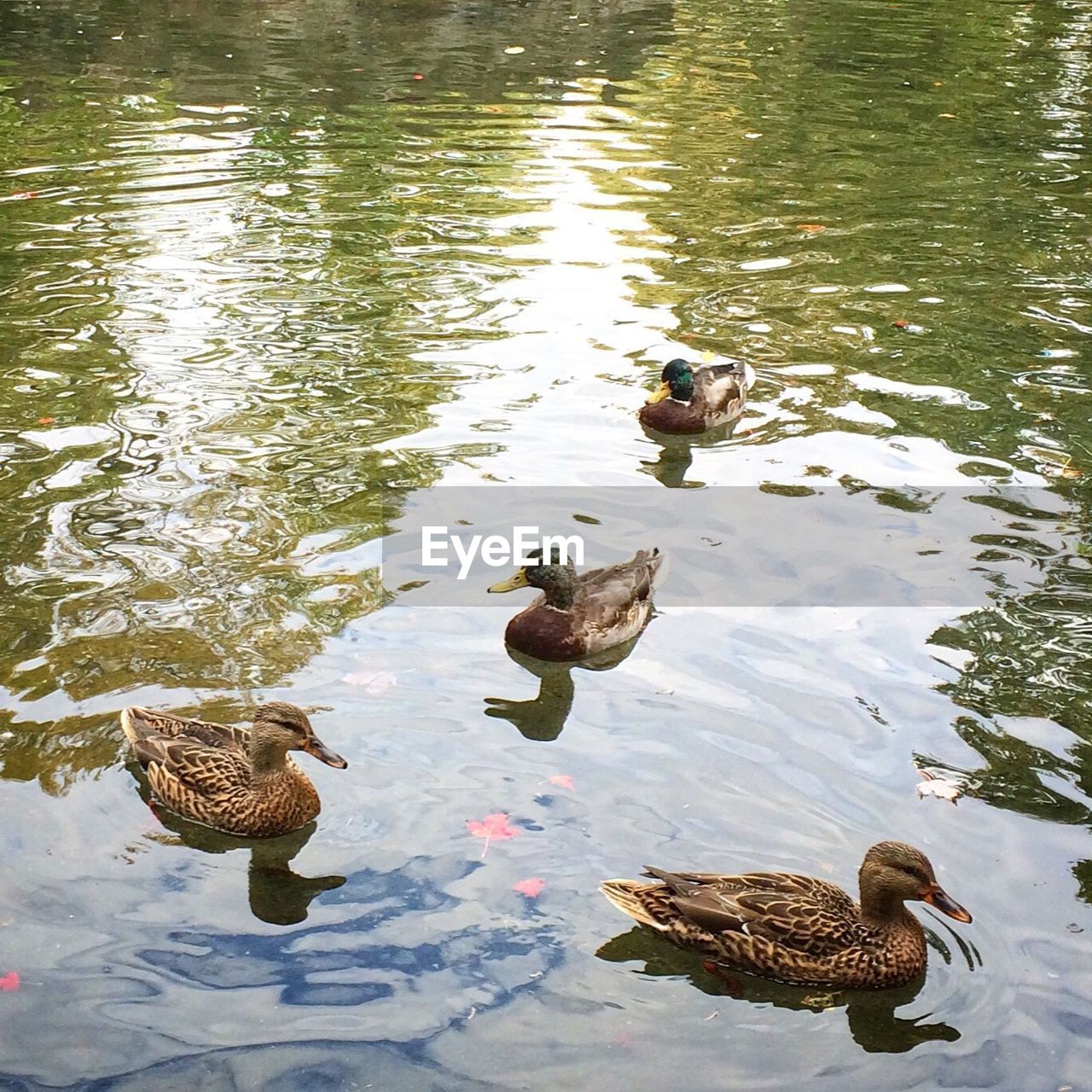 High angle view of mallard ducks swimming on lake