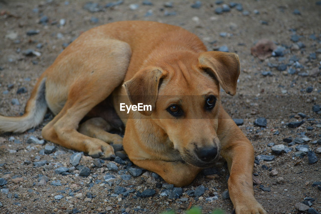 HIGH ANGLE PORTRAIT OF DOG LYING ON GROUND