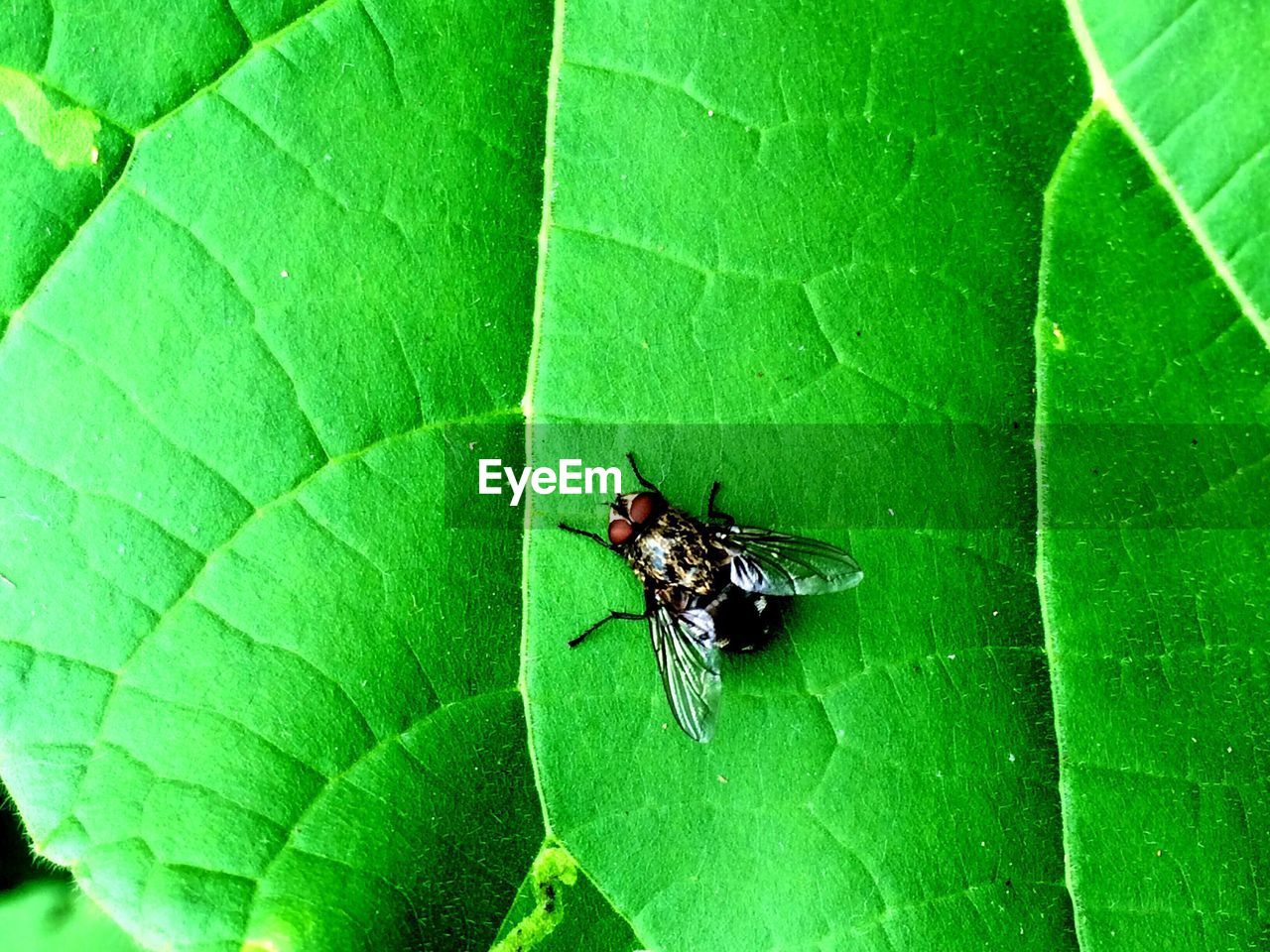 INSECT ON LEAF