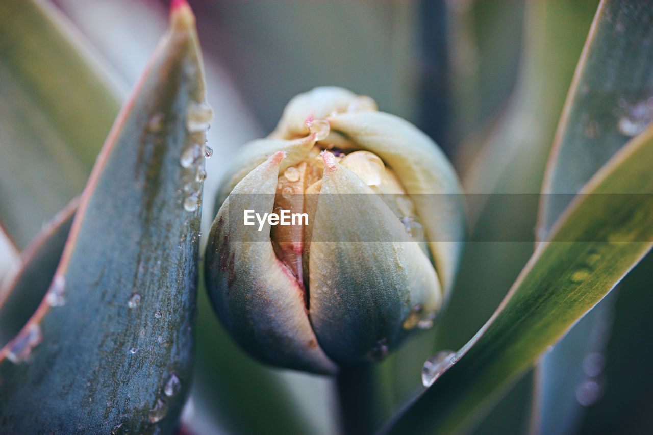 Close-up of flowering plant