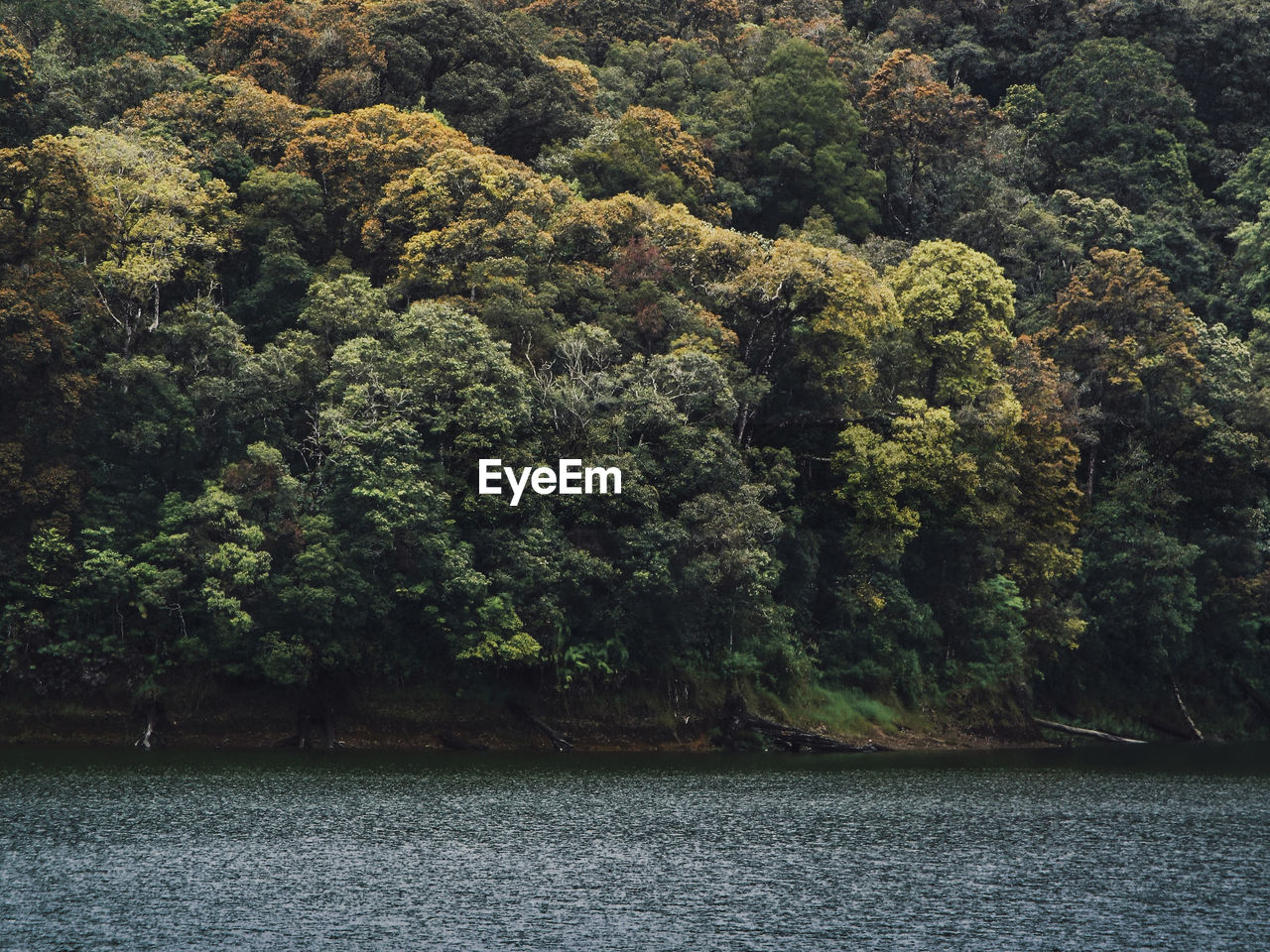 Scenic view of lake amidst trees in forest