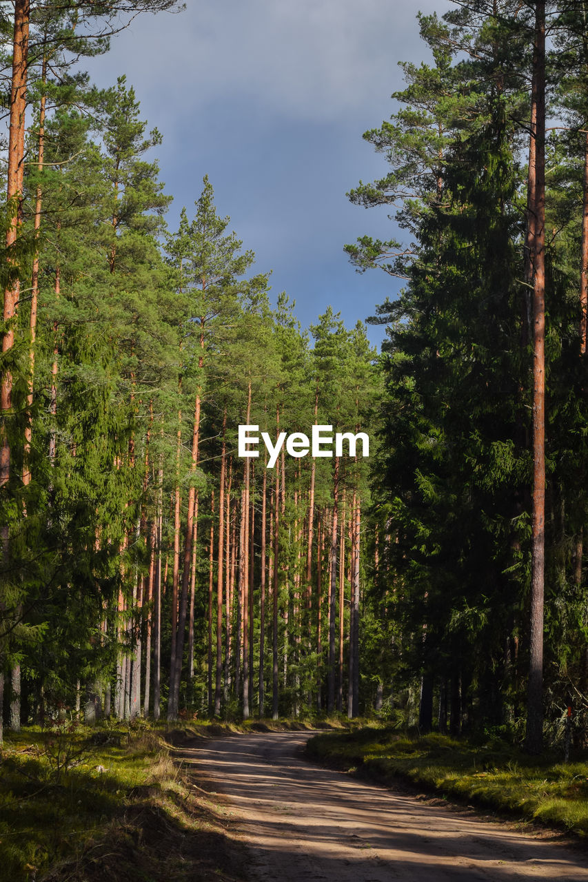 Road amidst trees in forest against sky