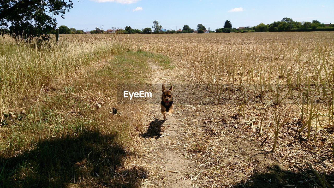 Front view of dog running in land against cloudy sky