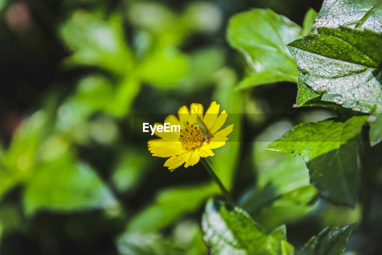 CLOSE-UP OF YELLOW FLOWER