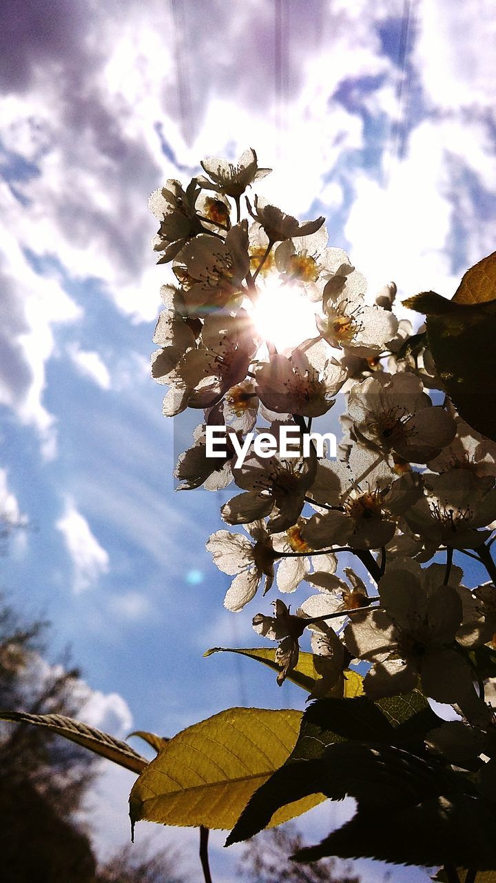 LOW ANGLE VIEW OF FLOWER TREE